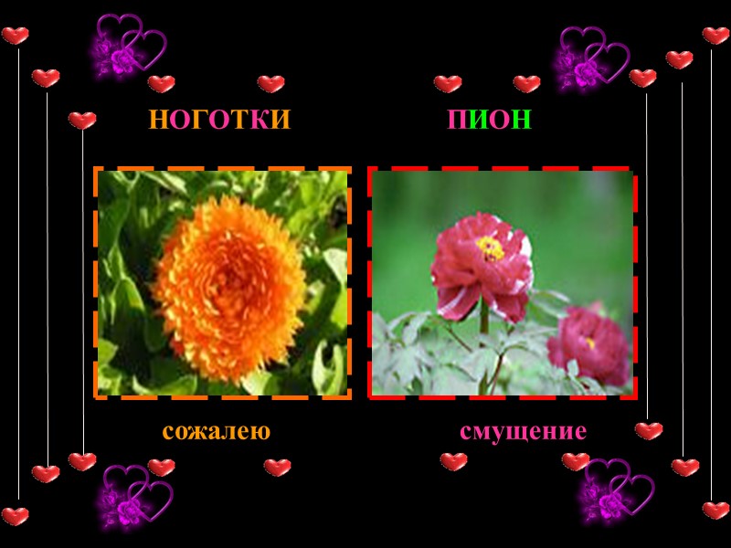 ПИОН смущение НОГОТКИ сожалею